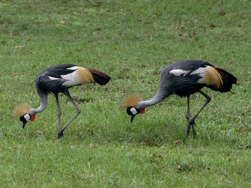 nature scene picture grey crowned cranes flock eating meadow