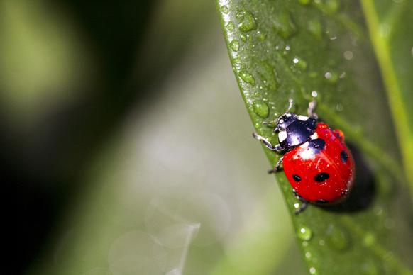 nature scene picture ladybug wet leaf closeup 