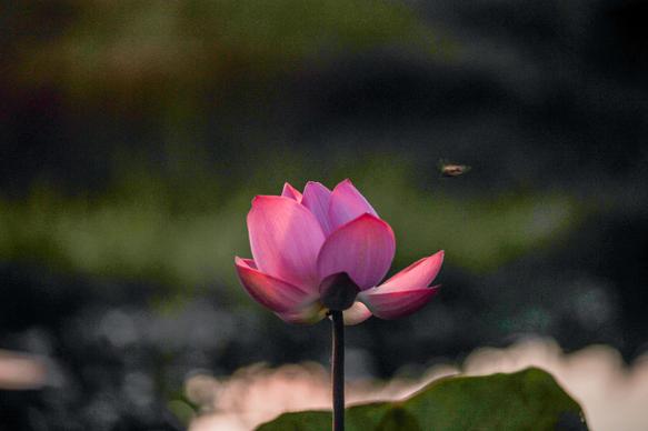 nature scene picture lotus flying bee closeup