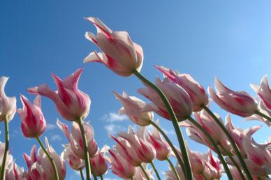 nature scenery backdrop elegant Tulip flowers blossom sky scene
