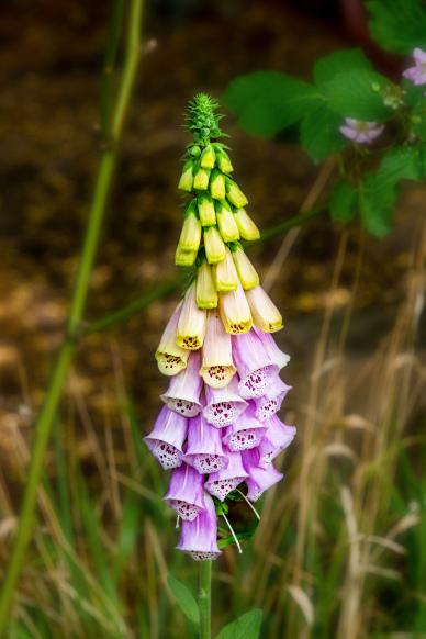 nature scenery picture blooming Foxglove flowers closeup