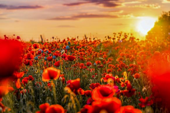 nature scenery picture blooming poppy flowers sunset scene