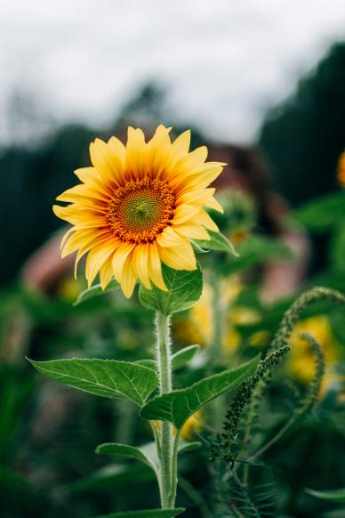 nature scenery picture blooming Sunflower contrast scene