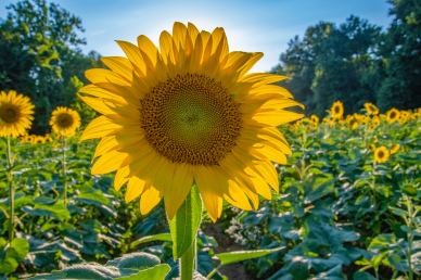 nature scenery picture blooming sunflower field
