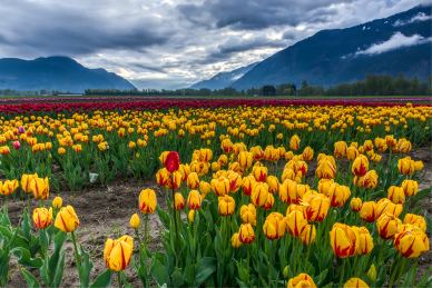 nature scenery picture blooming Tulip field mountain scene