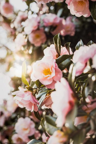 nature scenery picture closeup blooming camellia flowers