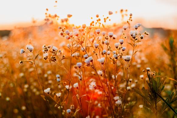 nature scenery picture closeup flowers contrast sunset 