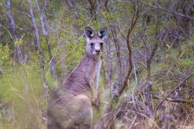 nature scenery picture cute kangaroo forest scene