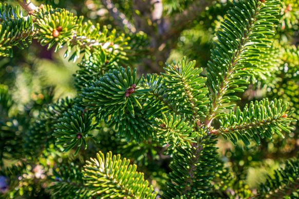nature scenery picture elegant pine tree closeup 