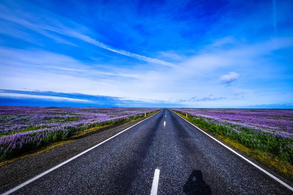 nature scenery picture empty road elegant lavender field