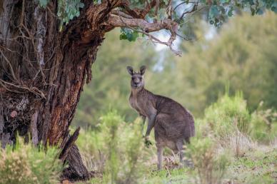 nature scenery picture kangaroo forest scene