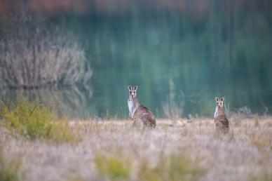 nature scenery picture kangaroo herd lake scene