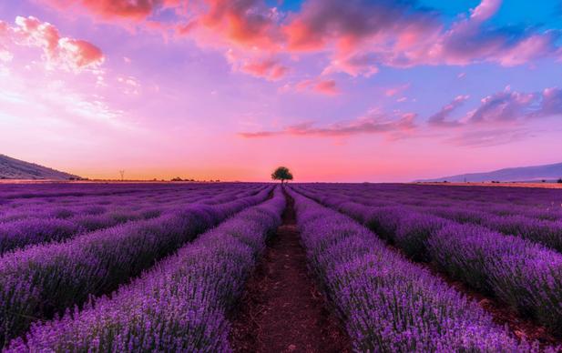 nature scenery picture twilight lavender field 