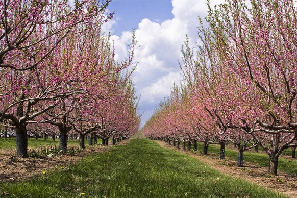 nectarine orchard