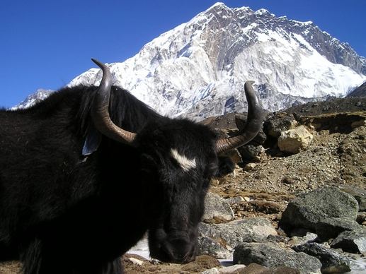 nepal yak tibetan