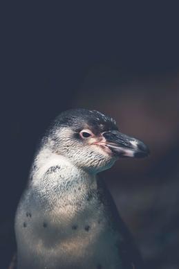 new born penguin picture dark contrast closeup