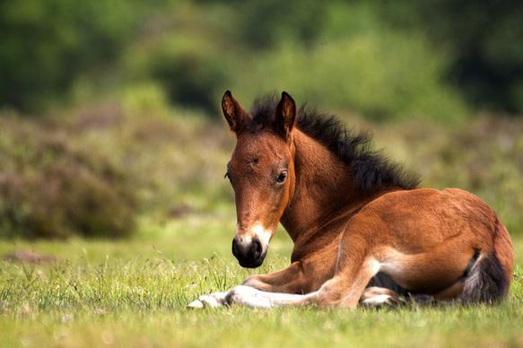 new forest foal