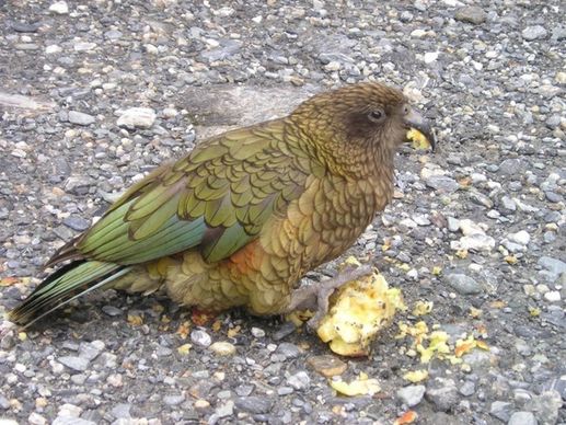 new zealand kea parrot