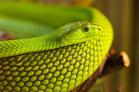 nice green snake