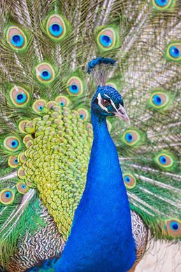 nice peacock