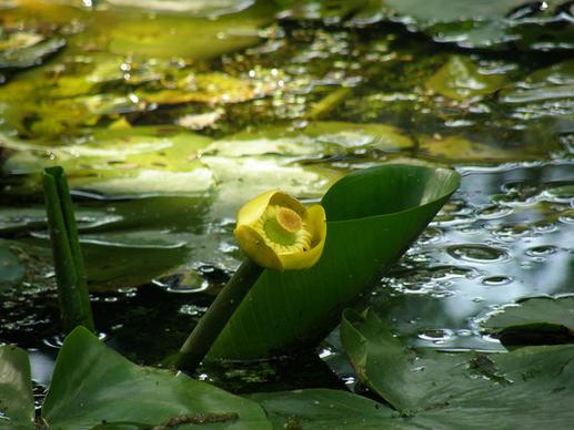 nnuphar water lily