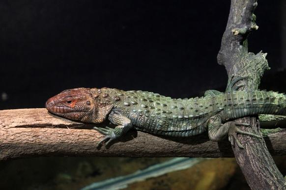 northern caiman lizard