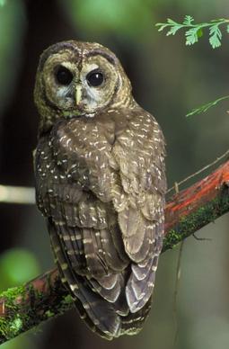 northern spotted owl bird tree
