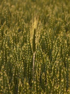 nourishing barley ear nourishing barley in wheat field