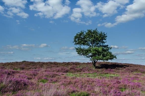 oak tree in purple moorland