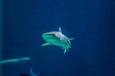 ocean backdrop picture contrast swimming shark scene