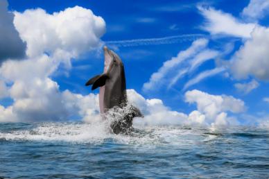 ocean dolphin picture dynamic elegance