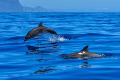 ocean nature picute playful dolphins sea scene