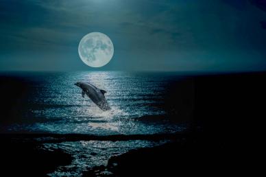 ocean night landscape backdrop picture dark dynamic elegant jumping dolphin  