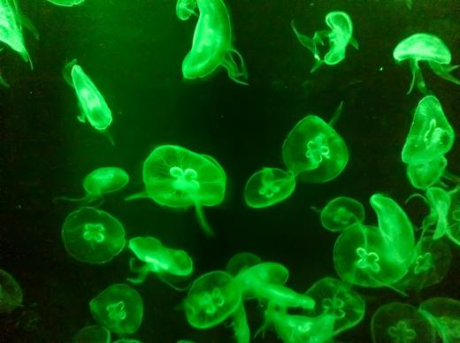 ocean picture modern dark jellyfish school