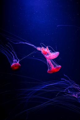 ocean scene picture dark jellyfish school 