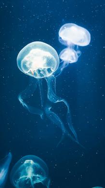 ocean scene picture transparent contrast jellyfish 