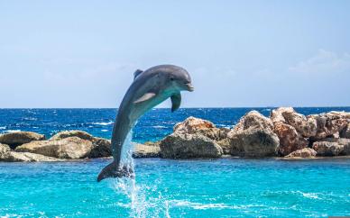 ocean scenery picture dynamic playful dolphin  