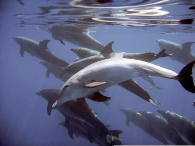 ocean scenery picture dynamic swimming dolphins herd