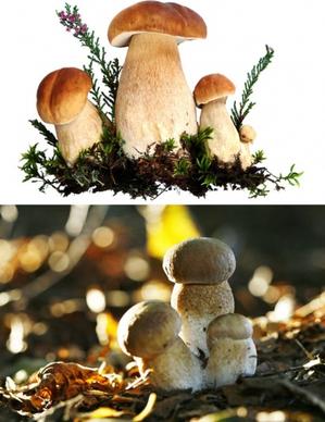 of mushrooms hd photo 1