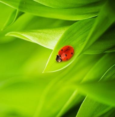 of plants with ladybug picture 7