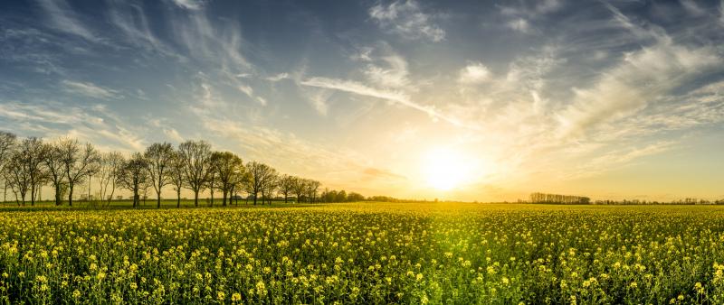 oilseed rape field picture bright sparkling sunrise