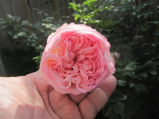old fashion double alchemy rose