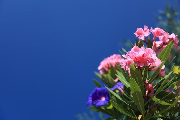 oleander background beautiful