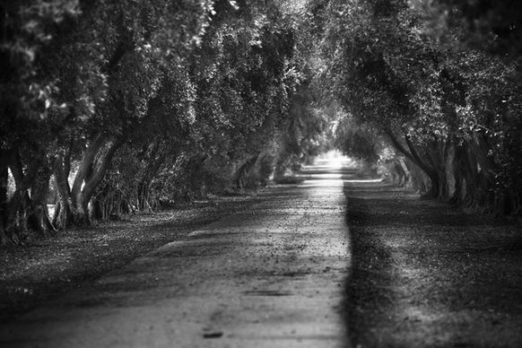olive path
