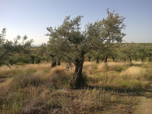 olive tree field