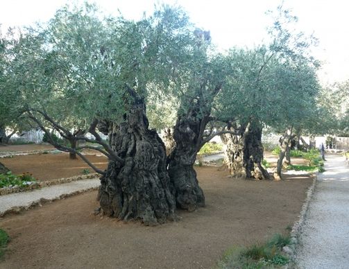 olive trees jerusalem israel