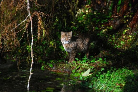 olympic national park washington bobcat