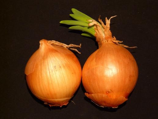 onion vegetables sharp