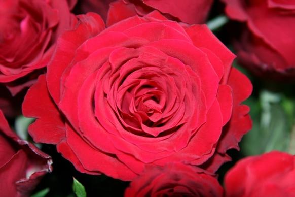 open rose red birthday