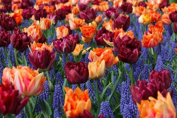 orange and purple tulips